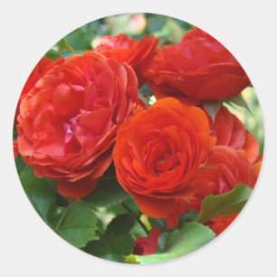 ROSES rote schöne Rosenblumen Aufkleber
