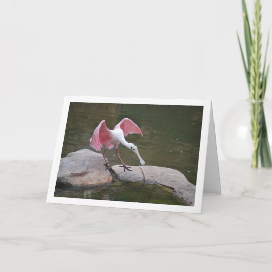 Rosette Spoonbill Karte (Vorderseite)