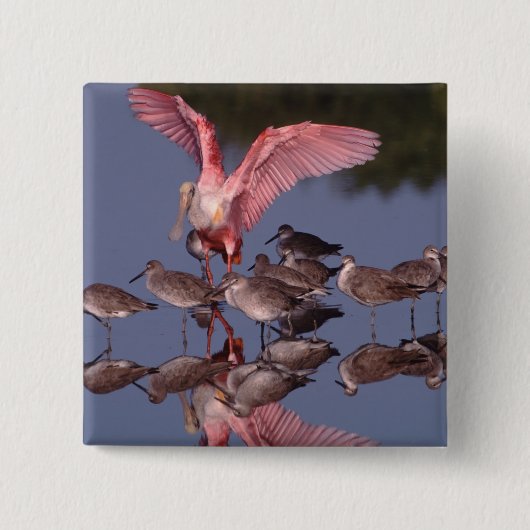 Rosette Spoonbill mit Willenskraft in flachem Wass Button (Vorderseite)