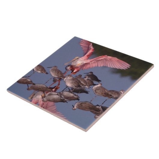 Rosette Spoonbill mit Willenskraft in flachem Wass Fliese (Seite)