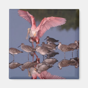 Rosette Spoonbill mit Willenskraft in flachem Wass Magnet