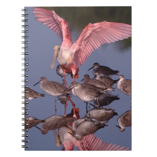 Rosette Spoonbill mit Willenskraft in flachem Wass Notizblock (Vorderseite)