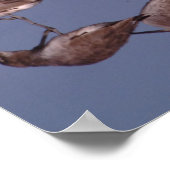 Rosette Spoonbill mit Willenskraft in flachem Wass Poster (Ecke)