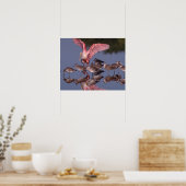 Rosette Spoonbill mit Willenskraft in flachem Wass Poster (Küche)