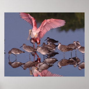 Rosette Spoonbill mit Willenskraft in flachem Wass Poster