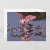 Rosette Spoonbill mit Willenskraft in flachem Wass Postkarte (Vorne/Hinten)