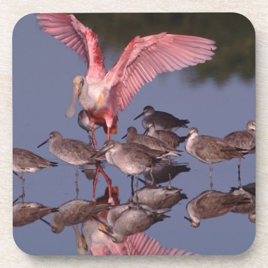 Rosette Spoonbill mit Willenskraft in flachem Wass Untersetzer (Vorderseite)