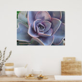 Rosette Succulent Beauty Poster (Küche)