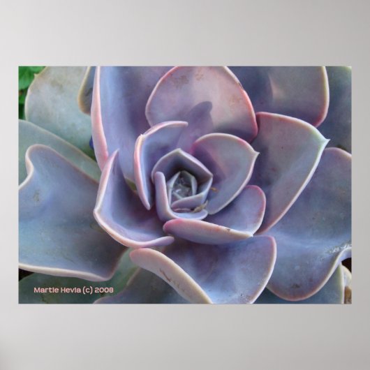 Rosette Succulent Beauty Poster (Vorne)