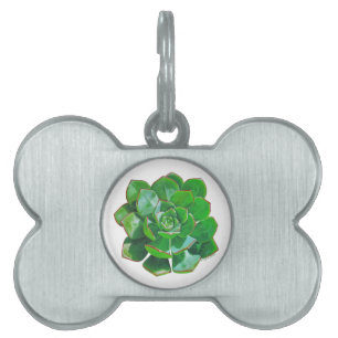 Rosette Succulent Tiermarke