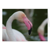 Roseus spp. (Vorderseite (Horizontal))