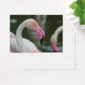 Roseus spp. (Schreibtisch)