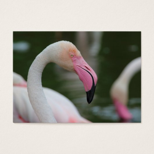 Roseus spp. (Vorderseite)