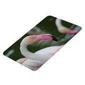 Roseus spp. magnet (Linke Seite)