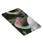 Roseus spp. magnet (Rechte Seite)