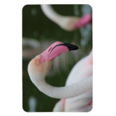 Roseus spp. magnet (Vertikal)