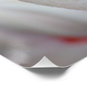 Roseus spp. poster (Ecke)