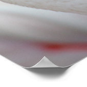 Roseus spp. poster (Ecke)