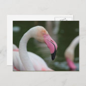 Roseus spp. postkarte (Vorne/Hinten)