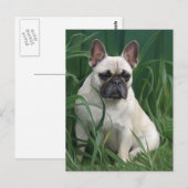 Rosey im Gras Postkarte (Vorne/Hinten)