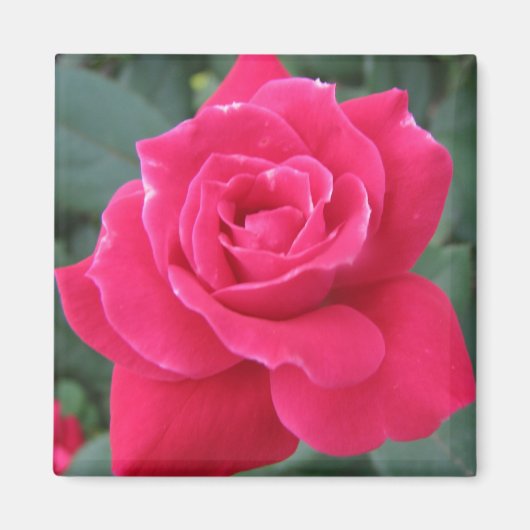 Rosey Magnet (Vorne)