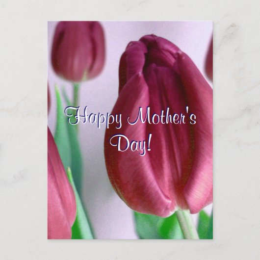 Rosey Tulips zum Muttertag Postkarte (Vorderseite)
