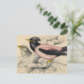 Rosie Bird Sketch Postkarte (Stehend Vorderseite)