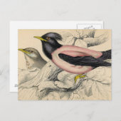 Rosie Bird Sketch Postkarte (Vorne/Hinten)