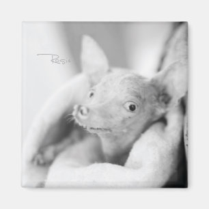 Rosie Foto-Magnet Magnet