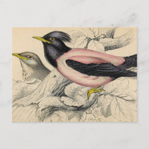 Rosie-Vogel-Skizze Postkarte