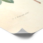 Rosier Canvas Print Poster (Ecke)