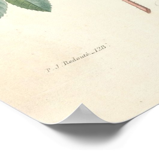 Rosier Canvas Print Poster (Ecke)