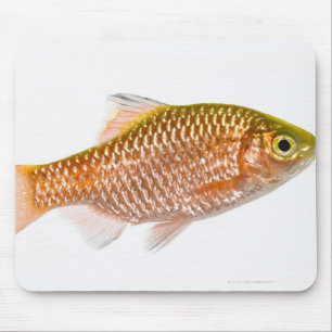 Rosige Widerhakenfische (Puntius conchonius) Mousepad
