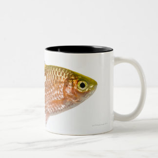 Rosige Widerhakenfische (Puntius conchonius) Zweifarbige Tasse