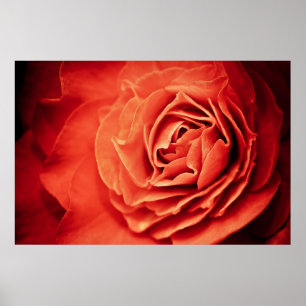 rosiges Leben Poster