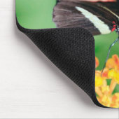 Rosinenschmetterling, der Nektar vom Mousepad (Ecke)