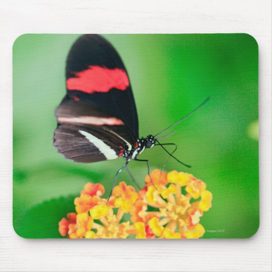 Rosinenschmetterling, der Nektar vom Mousepad (Vorne)