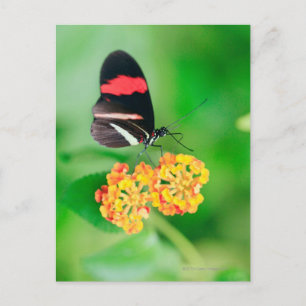 Rosinenschmetterling, der Nektar vom Postkarte