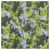 Rosmarin-Blume Stoff (Nahaufnahme)