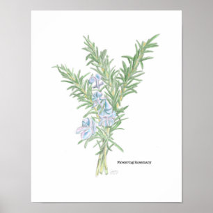 Rosmarin-Blütenposter Poster