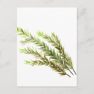 Rosmarin-Kräuter-Kunst Wasserfarbenmalerei Postkarte