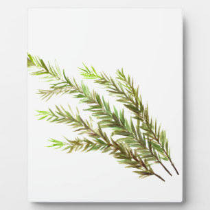 Rosmarin Kräuterkunst Aquarellmalerei Fotoplatte