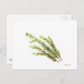 Rosmarin Kräuterkunst Aquarellmalerei Postkarte (Vorne/Hinten)