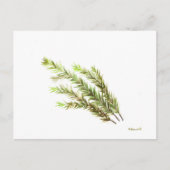 Rosmarin Kräuterkunst Aquarellmalerei Postkarte (Vorderseite)