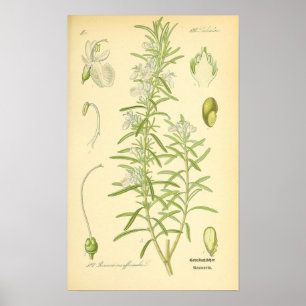 Rosmarin, Rosemary Print Poster
