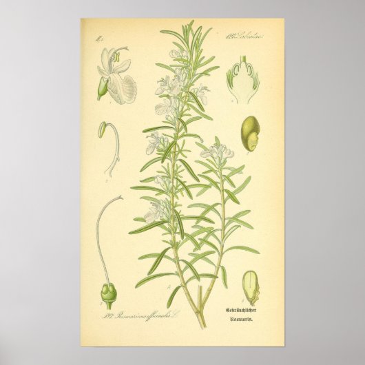 Rosmarin, Rosemary Print Poster (Vorne)