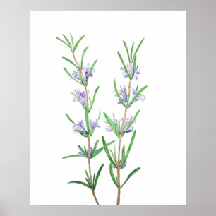 Rosmarin Wasserfarbe Poster