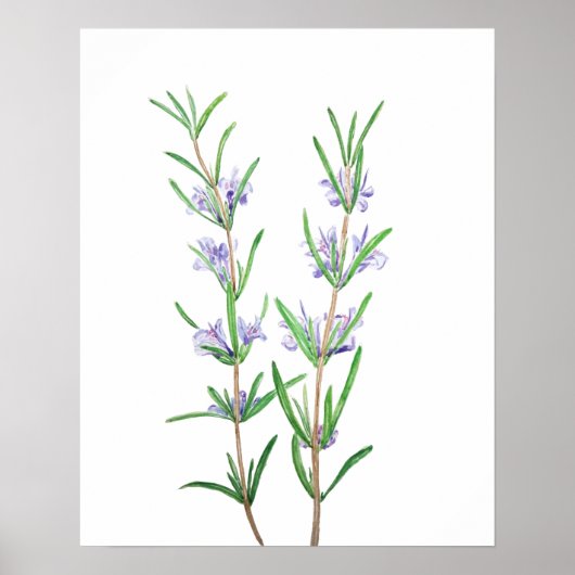 Rosmarin Wasserfarbe Poster (Vorne)