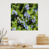 Rosmarinbusch Poster (Küche)