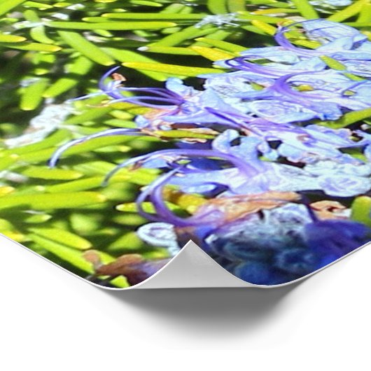 Rosmarinbusch Poster (Ecke)